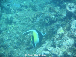 This picture was taken with a Sealife DC1000 on August 8,... by Tom Robinson 
